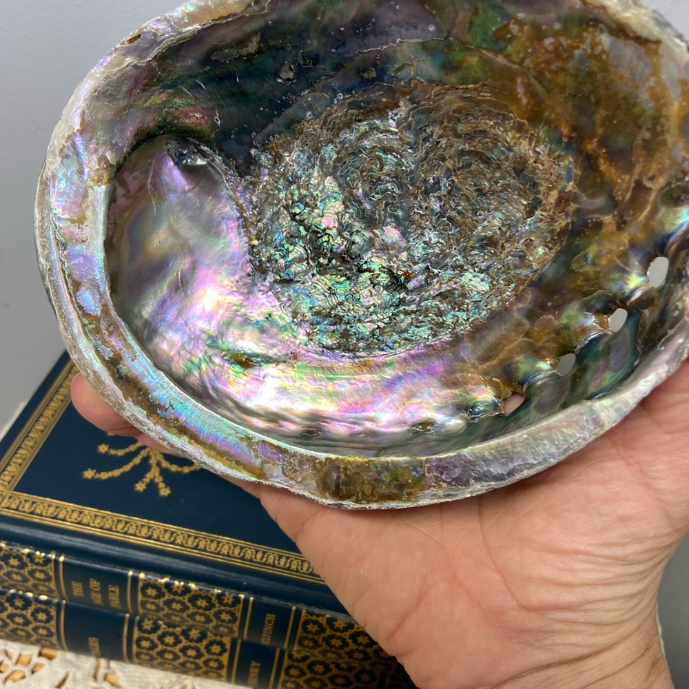 Two Shells-Abalone and Conch - Picture 9 of 11